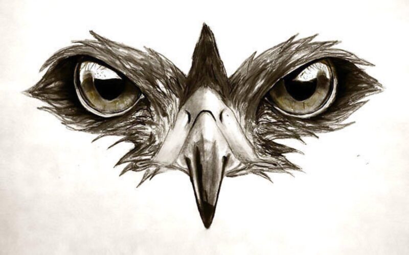 hawk-eye