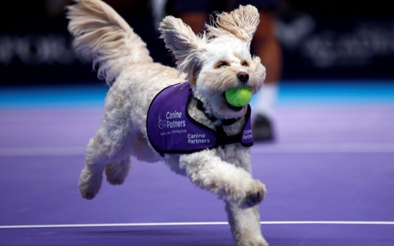 Ball dog